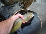 North Fork Cutbow