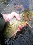 North Fork Cutbow