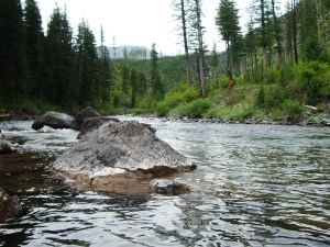 My "home water," flowing from the Scapegoat Wilderness in Montana.