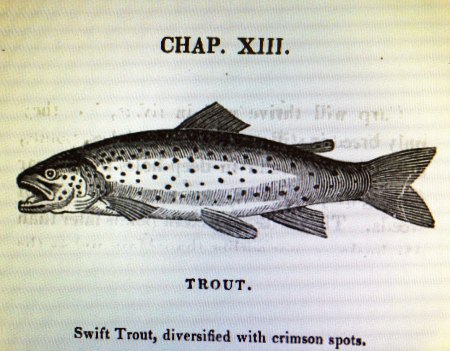 Salter Trout