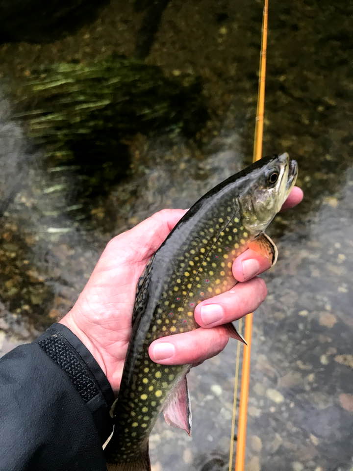 102261476_10216830925553448_8952769223526066561_n