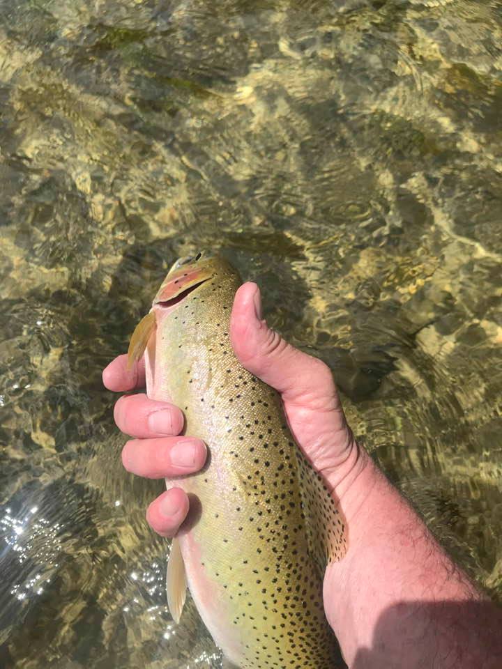 105393434_10216960619915726_7449074454855422821_n